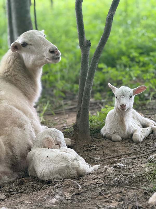 sheep