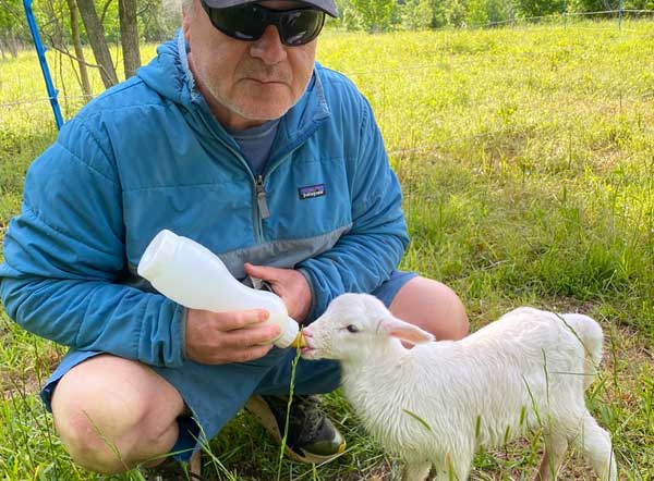 bottle feeding lamb