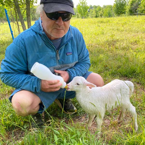 bottle feeding lamb