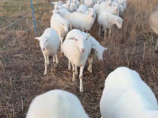 lambs for stock