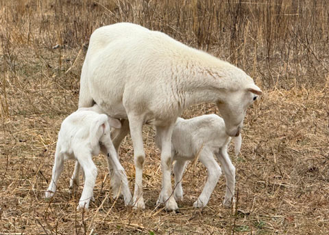 flock management