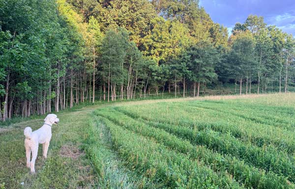 dog field