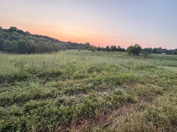 field and sunset
