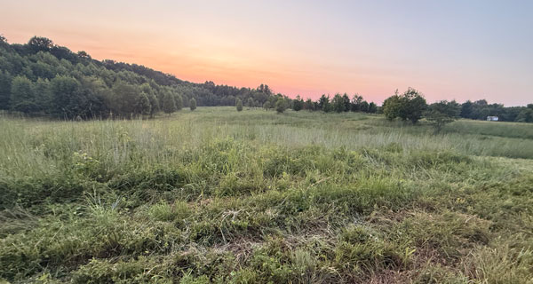 field and sunset