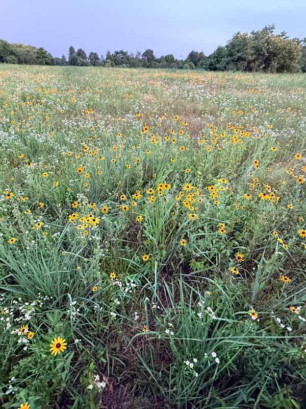 field weeds