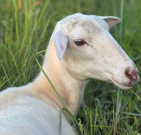 one sheep