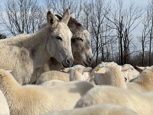 our animals