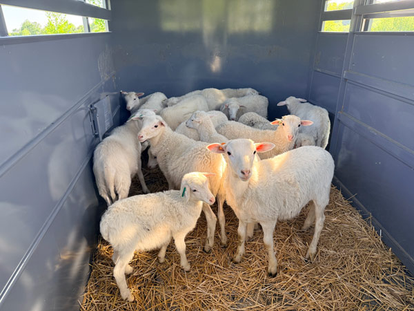 sheep in truck