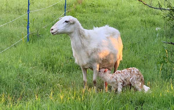 sheep lamb