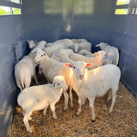 sheep in truck