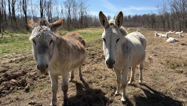 two donkeys