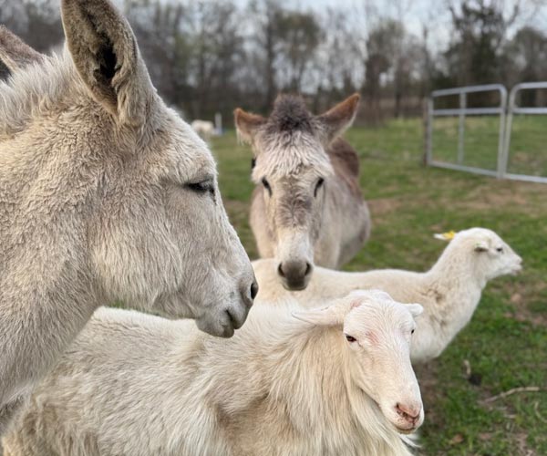 two donkeys two sheep